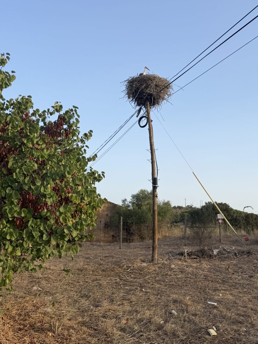 A white stork standing on a huge nest built on top of a wooden telegraph pole above dry farmland