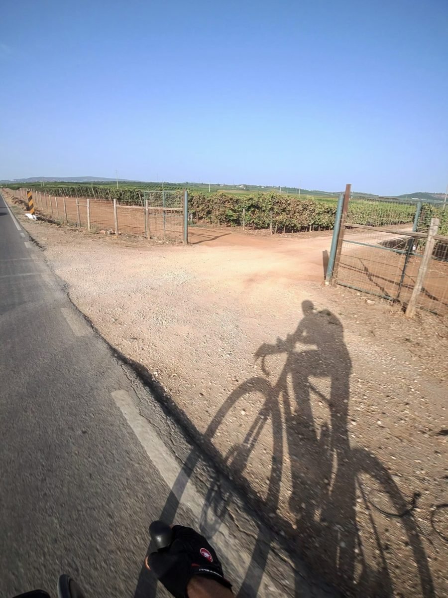 The rider's long evening shadow beside rows of vines behind a fence and an open gate