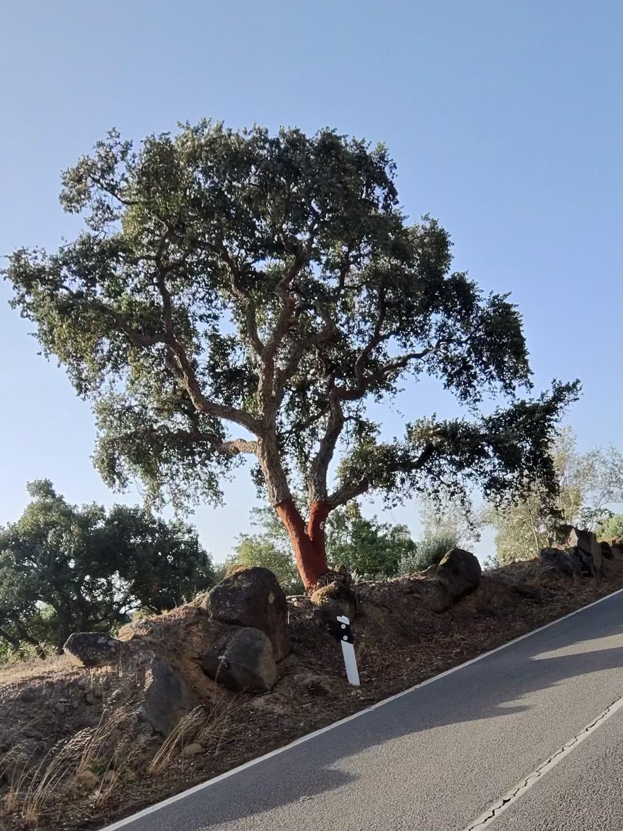 A large cork oak beside a climbing road, its lower trunk freshly stripped to bright red-orange wood