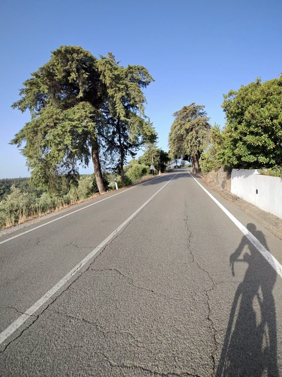 A quiet road climbing between tall conifers under a blue sky, with the rider's shadow on the tarmac