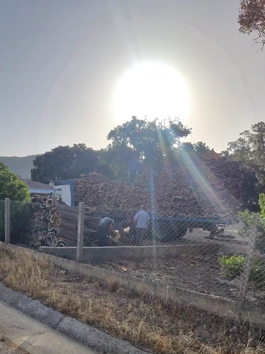 Freshly harvested cork bark stacked high and being loaded by workers, with the sun flaring behind the trees