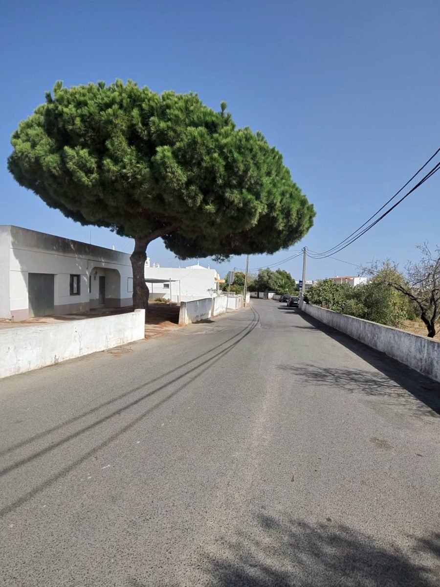 A large umbrella pine overhanging a quiet lane lined with white walls and houses