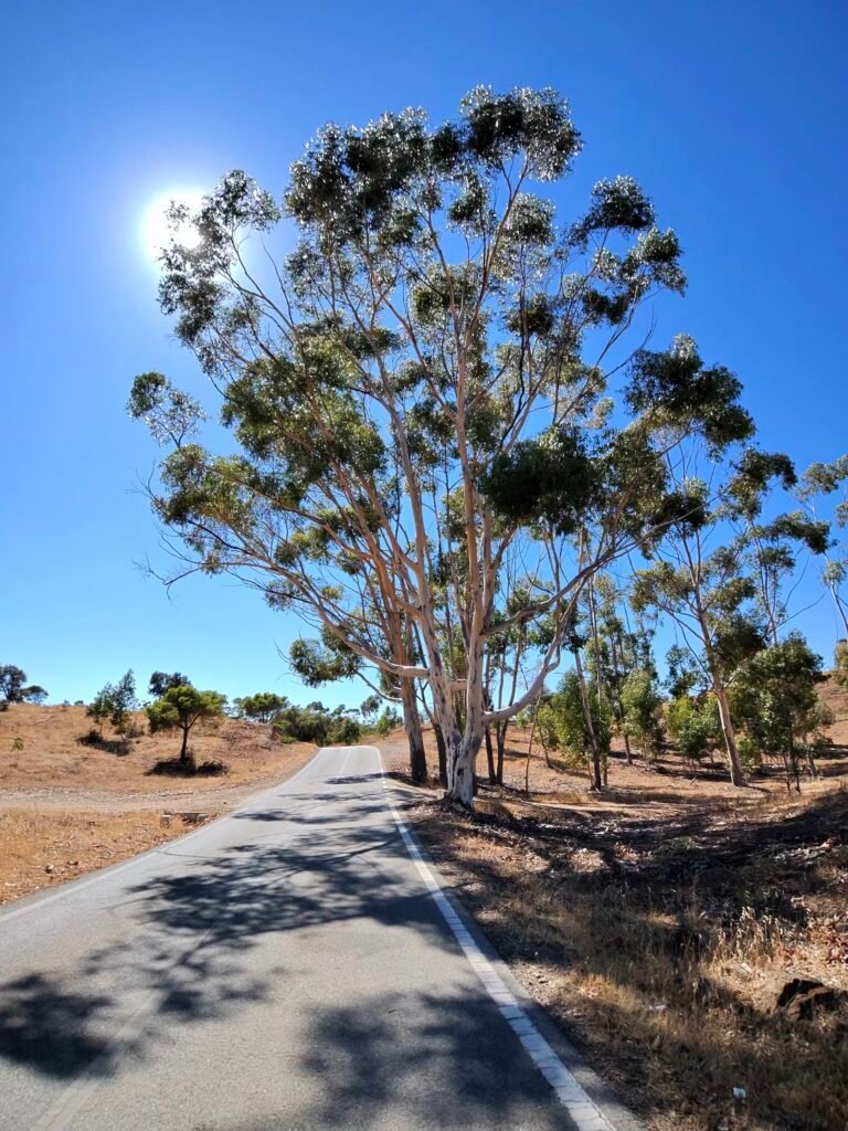 A tall eucalyptus tree beside the road at Solteiras