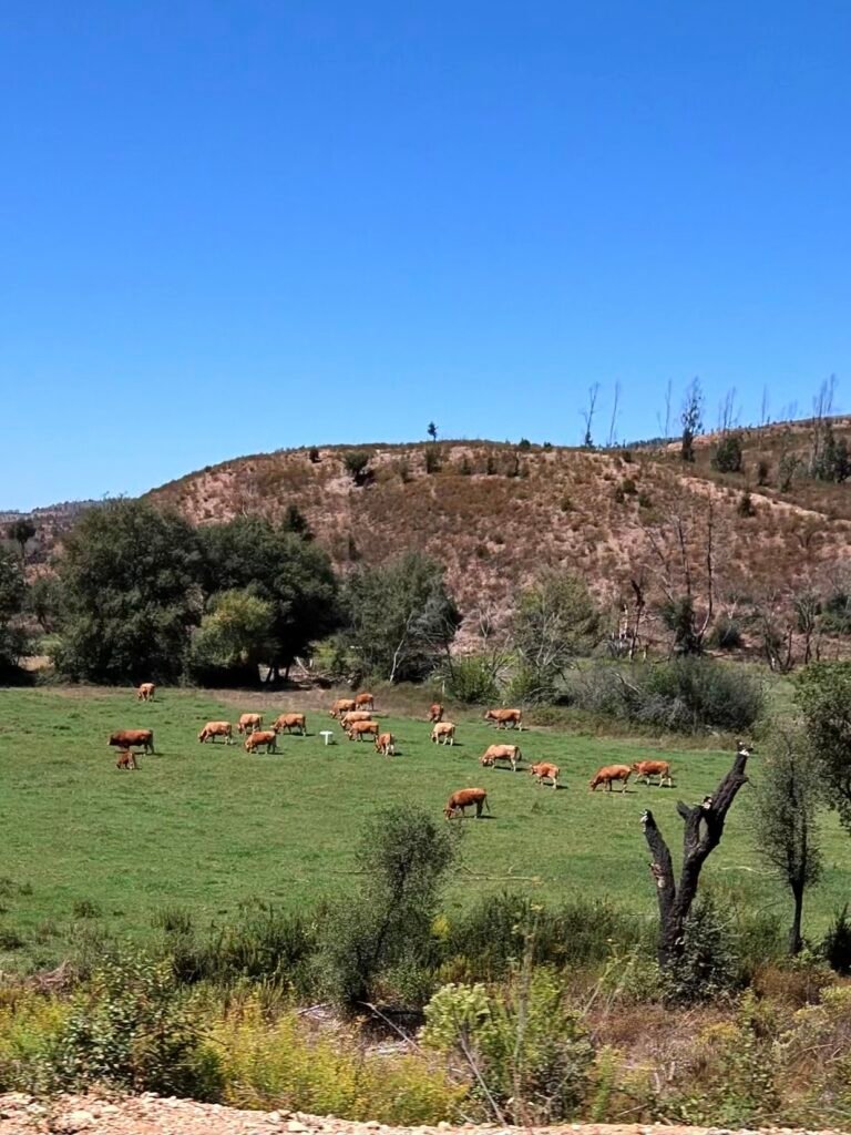 Herd of cattle grazing on a green field below a scrubby hillside west of Marmelete
