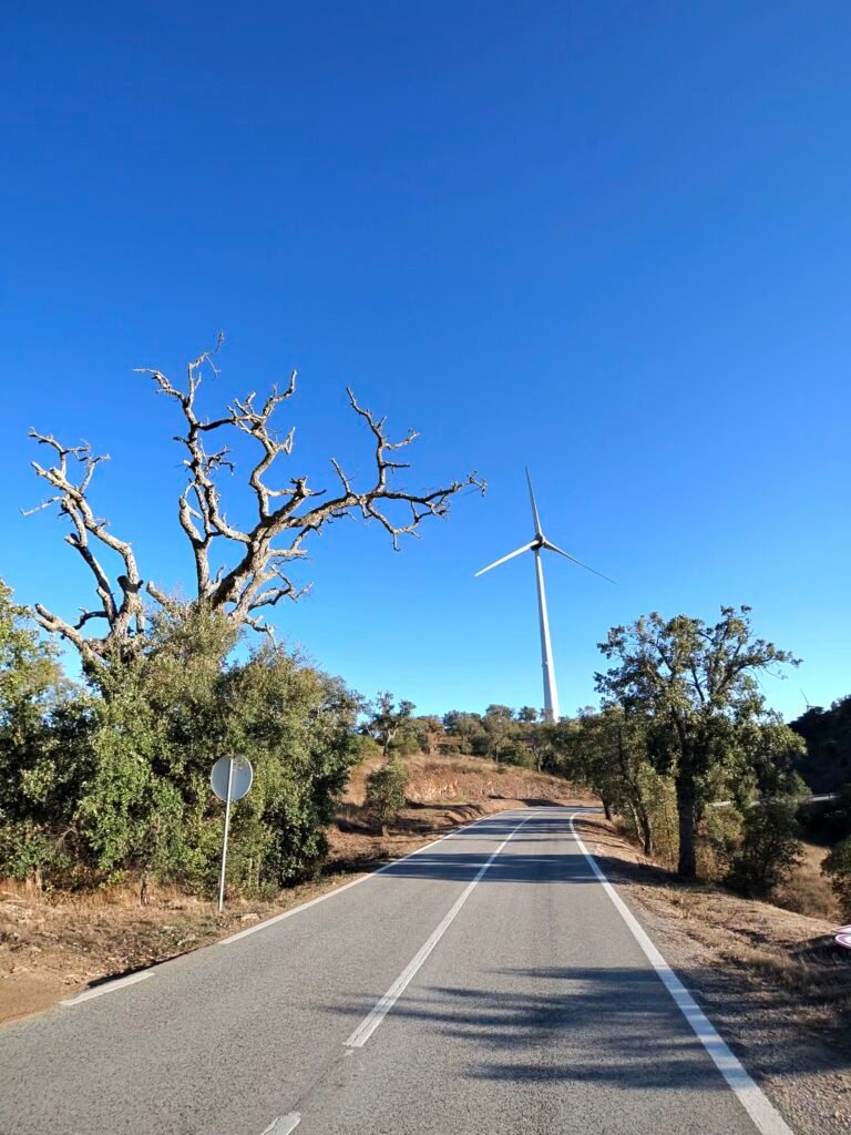 Empty road climbing towards Pico do Mu between scrub and a bare dead tree, with a wind turbine ahead