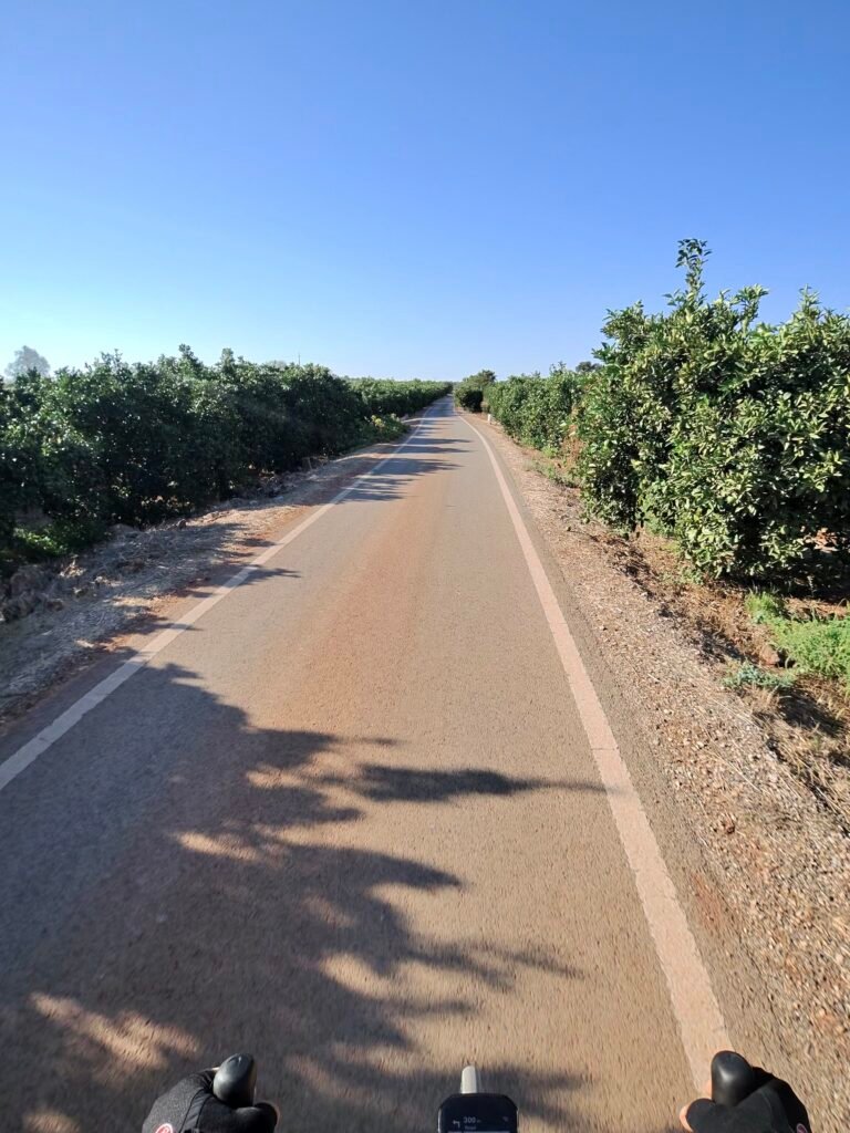 A quiet road between orchards near Algoz, seen over the handlebars in the morning sun